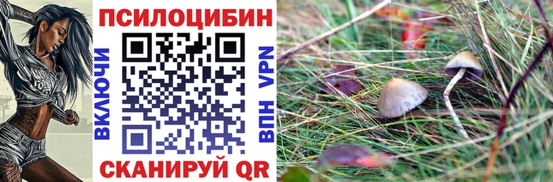продажа наркотиков Новый Оскол Псилоцибиновые грибы Psilocybine cubensis
